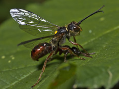 Tachynomyia abdominalis