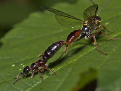 Tachynomyia abdominalis