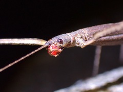 Lopaphus iolas