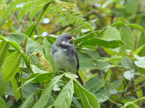 Sporophila caerulescens