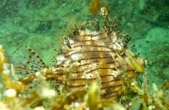 Chaetodermis penicilligerus