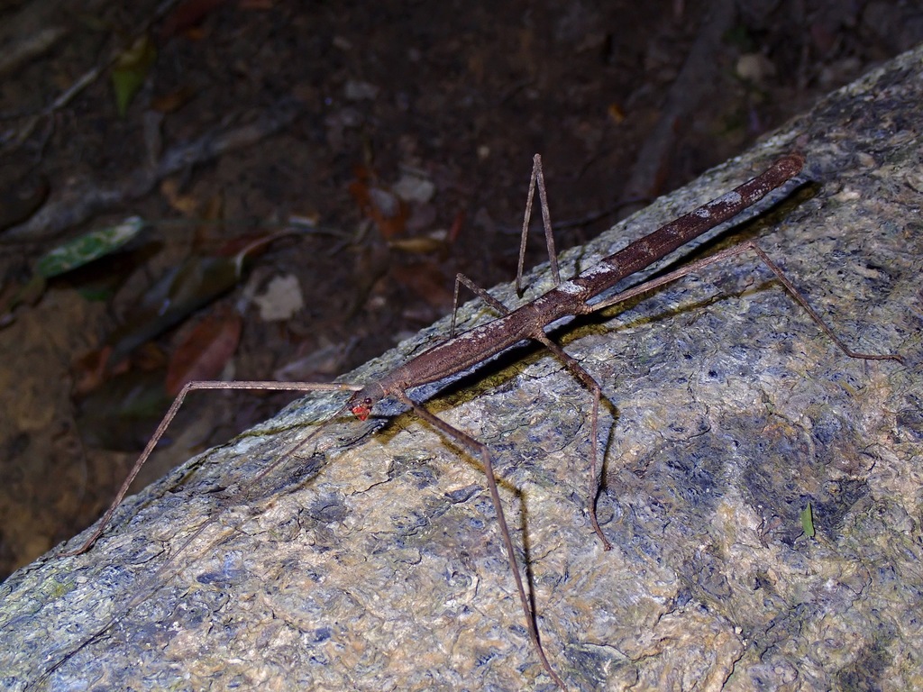 Lopaphus iolas