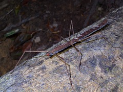Lopaphus iolas