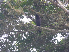 Cyanocorax cyanomelas