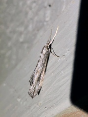 Evergestis angustalis