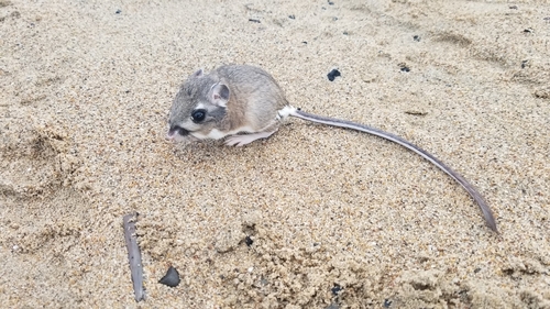Heermann's Kangaroo Rat
