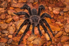 Selenocosmiinae