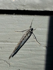 Evergestis angustalis