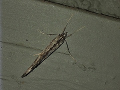 Evergestis angustalis