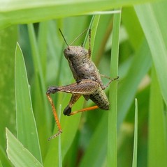 Phaulacridium vittatum