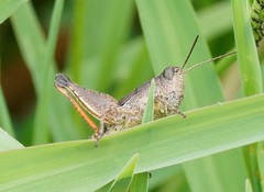 Phaulacridium vittatum