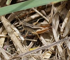 Phaulacridium vittatum