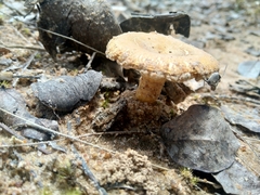 Russula