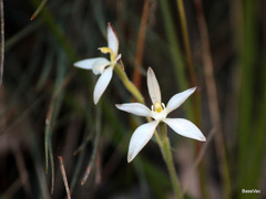 Caladenia marginata