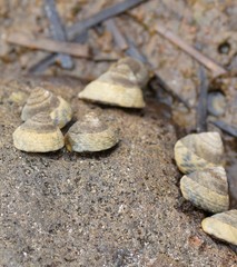Bembicium vittatum