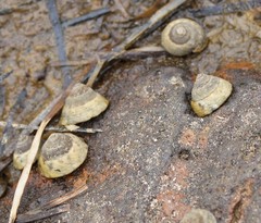 Bembicium vittatum
