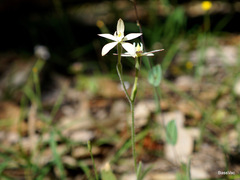 Caladenia marginata