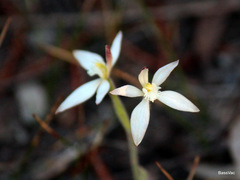 Caladenia marginata