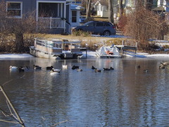 Anas platyrhynchos domesticus