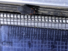 Melacoryphus rubicollis