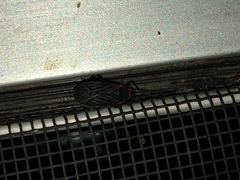 Melacoryphus rubicollis