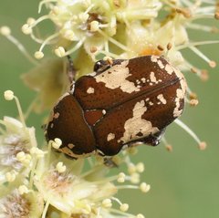 Glycyphana darwinensis