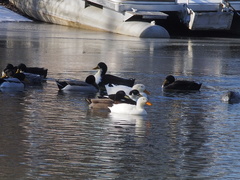 Anas platyrhynchos domesticus