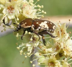 Glycyphana darwinensis