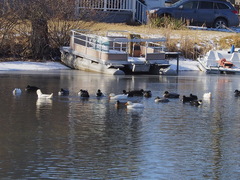 Anas platyrhynchos domesticus