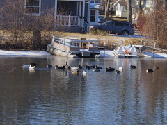 Anas platyrhynchos domesticus