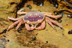 Cyclograpsus punctatus