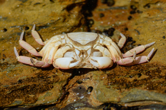 Cyclograpsus punctatus