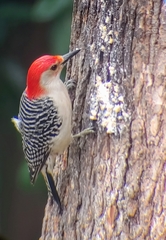 Melanerpes carolinus