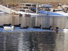 Anas platyrhynchos domesticus