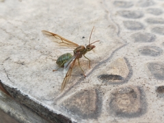 Oecophylla smaragdina