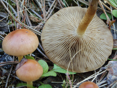 Pholiota highlandensis