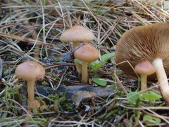 Pholiota highlandensis