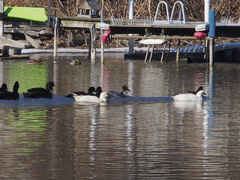 Anas platyrhynchos domesticus