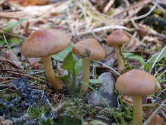 Pholiota highlandensis