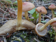 Pholiota highlandensis