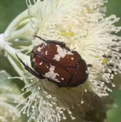 Glycyphana darwinensis