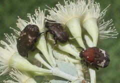 Glycyphana darwinensis