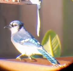 Cyanocitta cristata