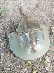 Tachypleus tridentatus