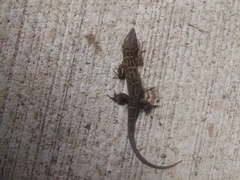 Lepidophyma