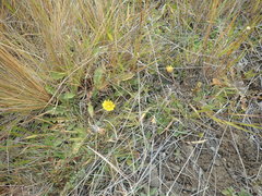 Sonchus novae-zelandiae