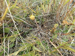 Sonchus novae-zelandiae