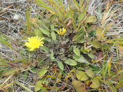Sonchus novae-zelandiae