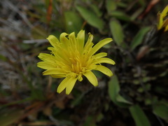 Sonchus novae-zelandiae