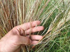 Carex buchananii